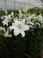 [5289 Robin Van Galen No02.JPG]